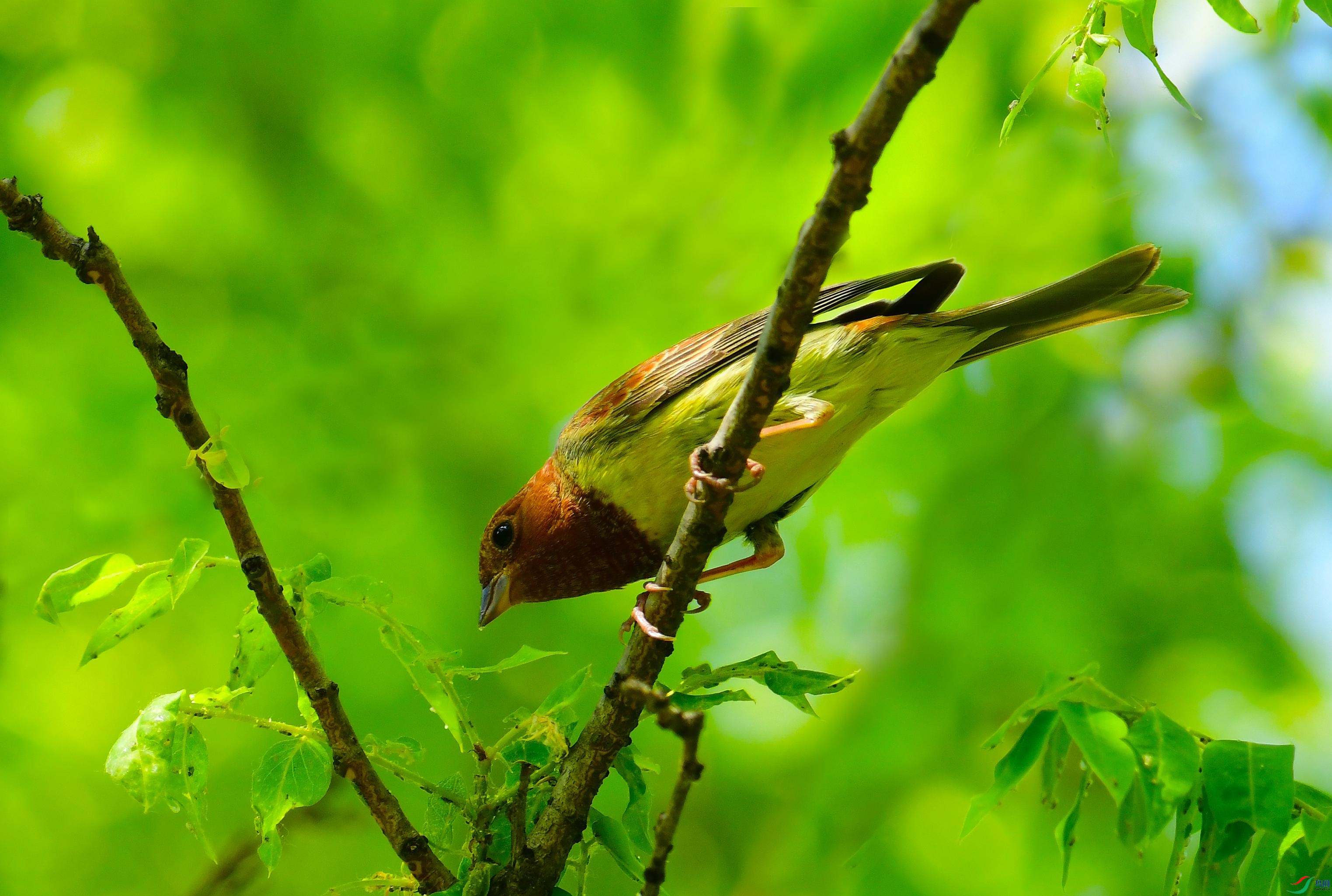 栗鹀鸟图片图片
