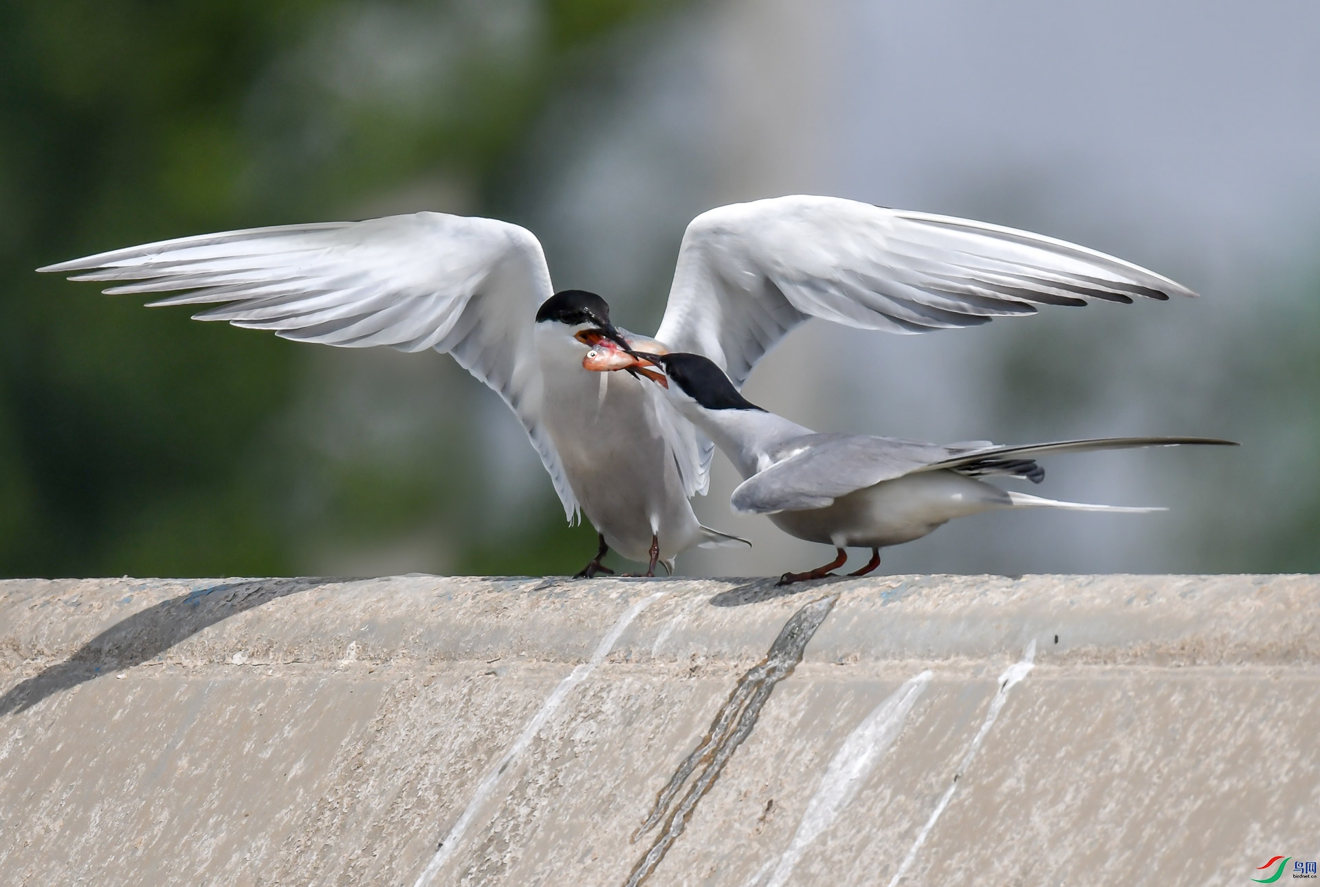 DSC_4467.jpg