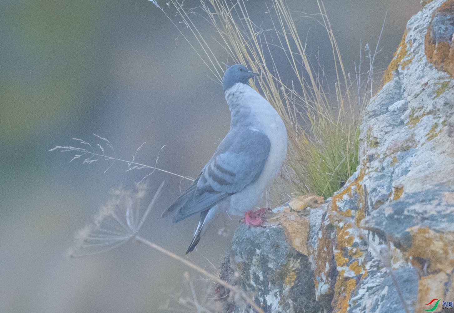 dsc_9216ps.jpg