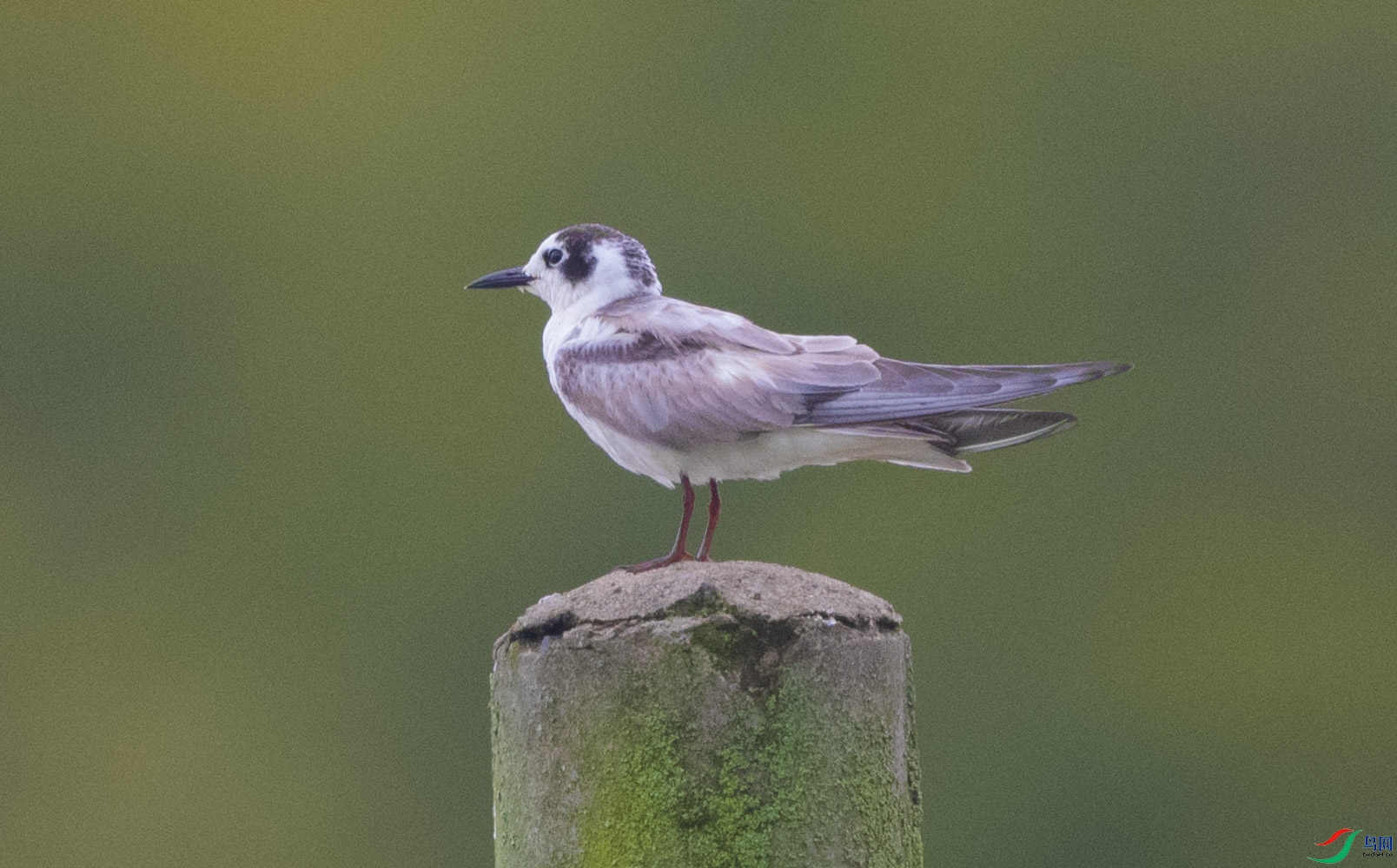 dsc_8008ps�㶫.jpg