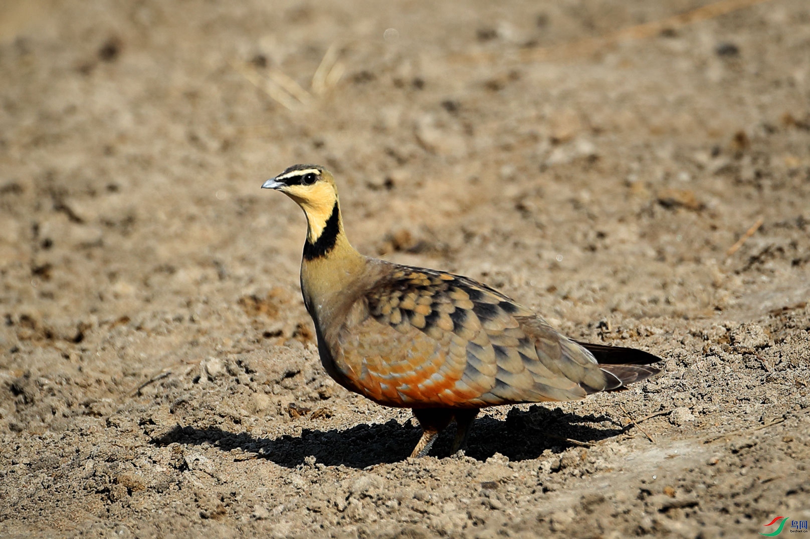 黄喉沙鸡