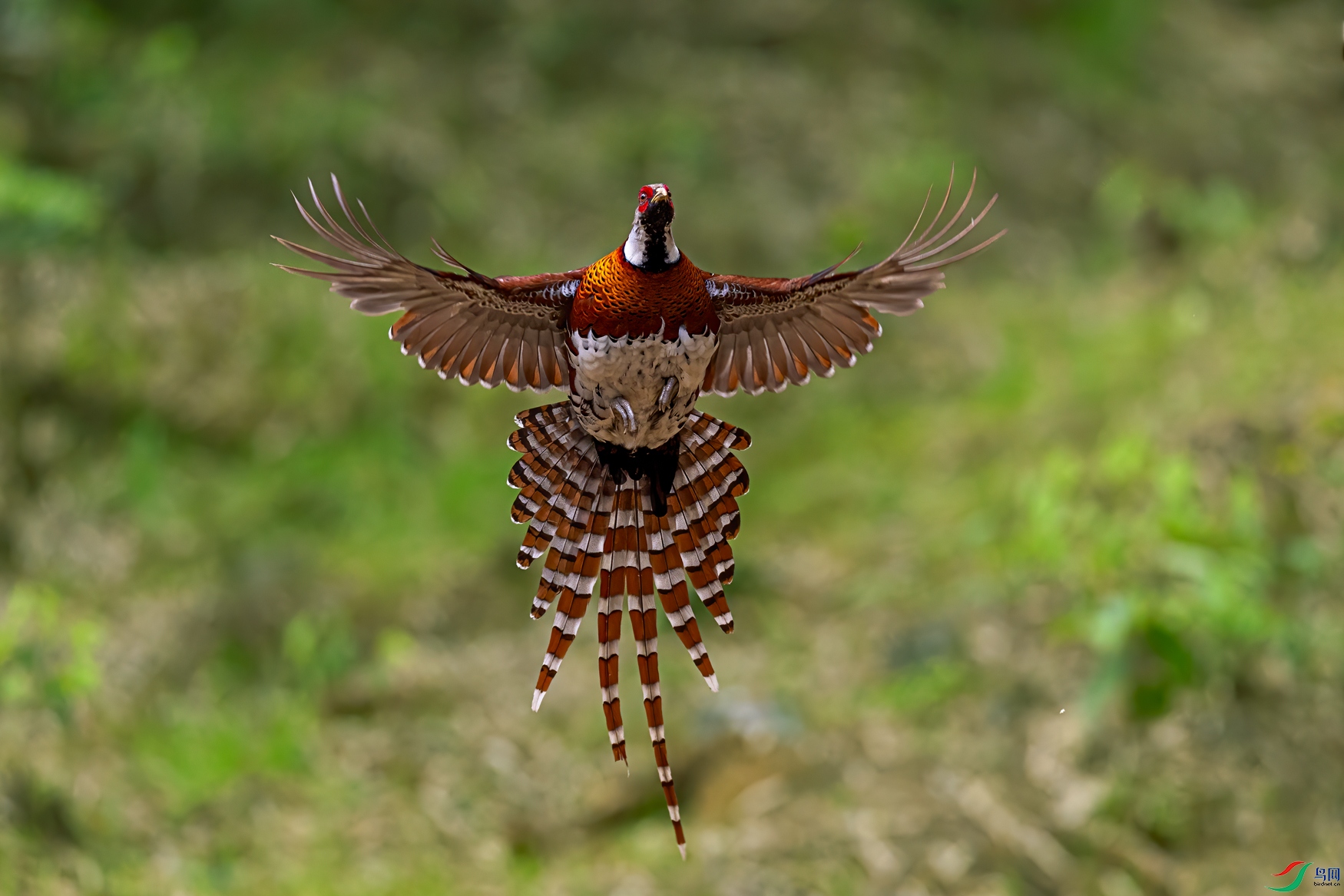 0P8A4334.jpg