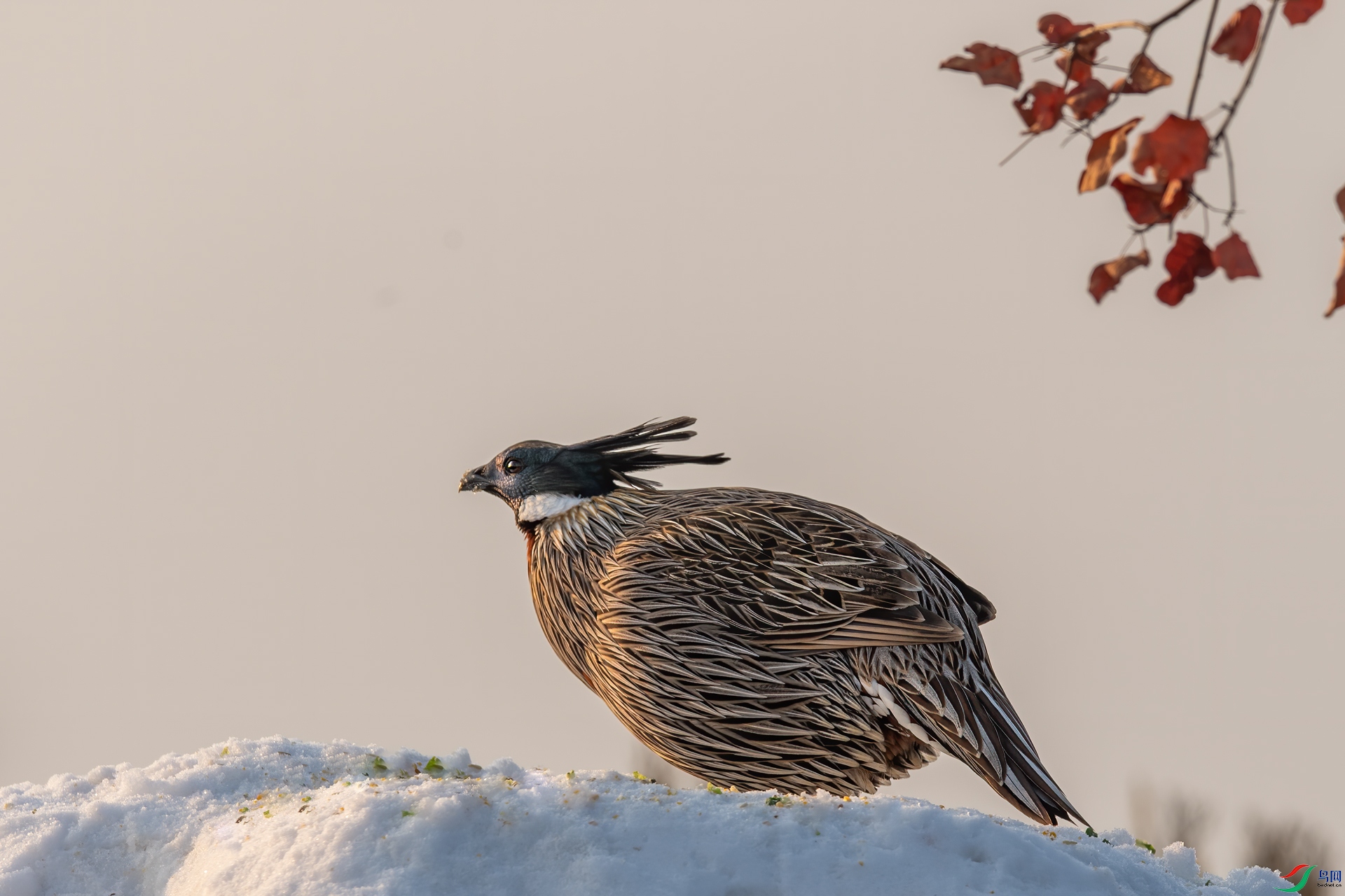 _DSC3995-1.jpg