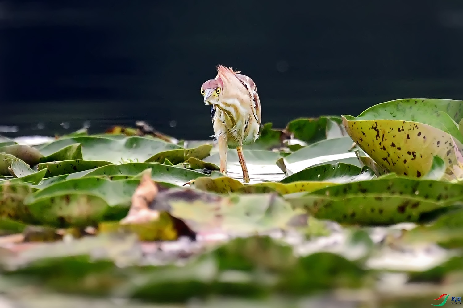 DSC_5050.jpg