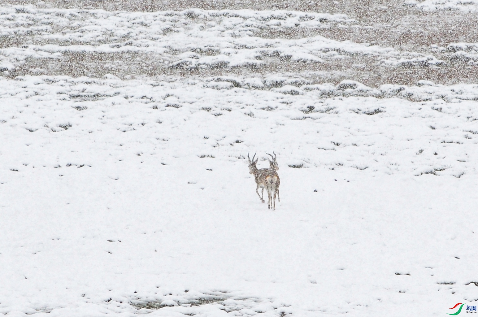 DSC_7550f.jpg