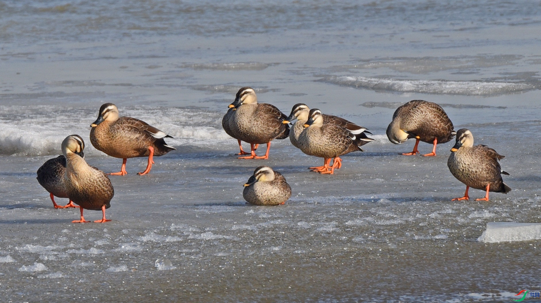 DSC_5560d1.jpg