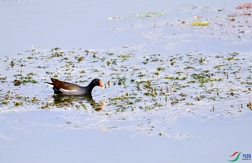 DSC_1178.JPG