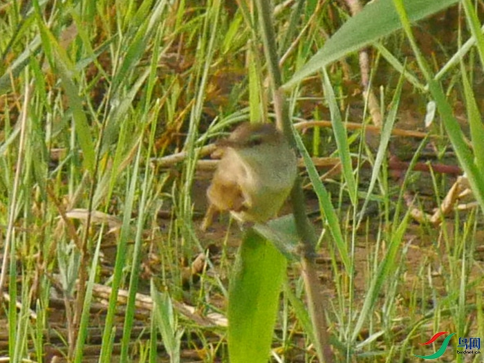 P8780630 - ���� (2).JPG