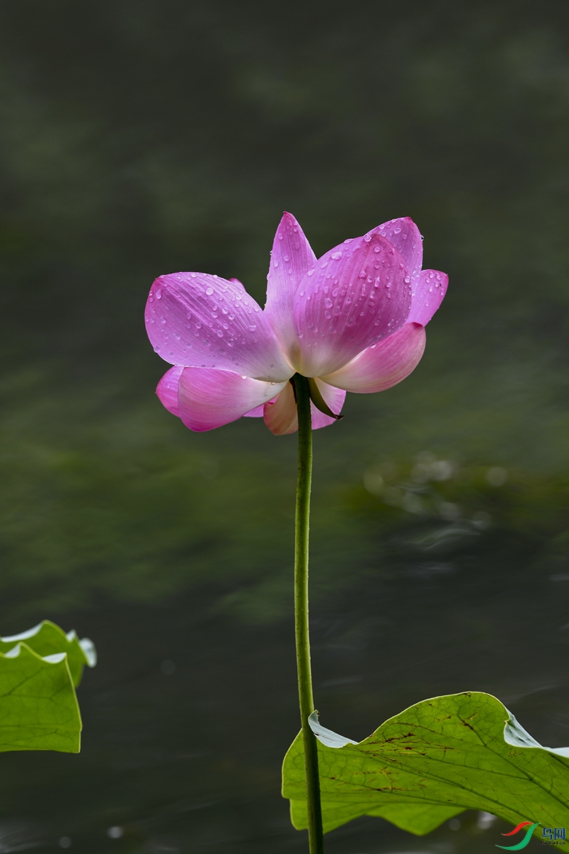 DSC_4762-.jpg