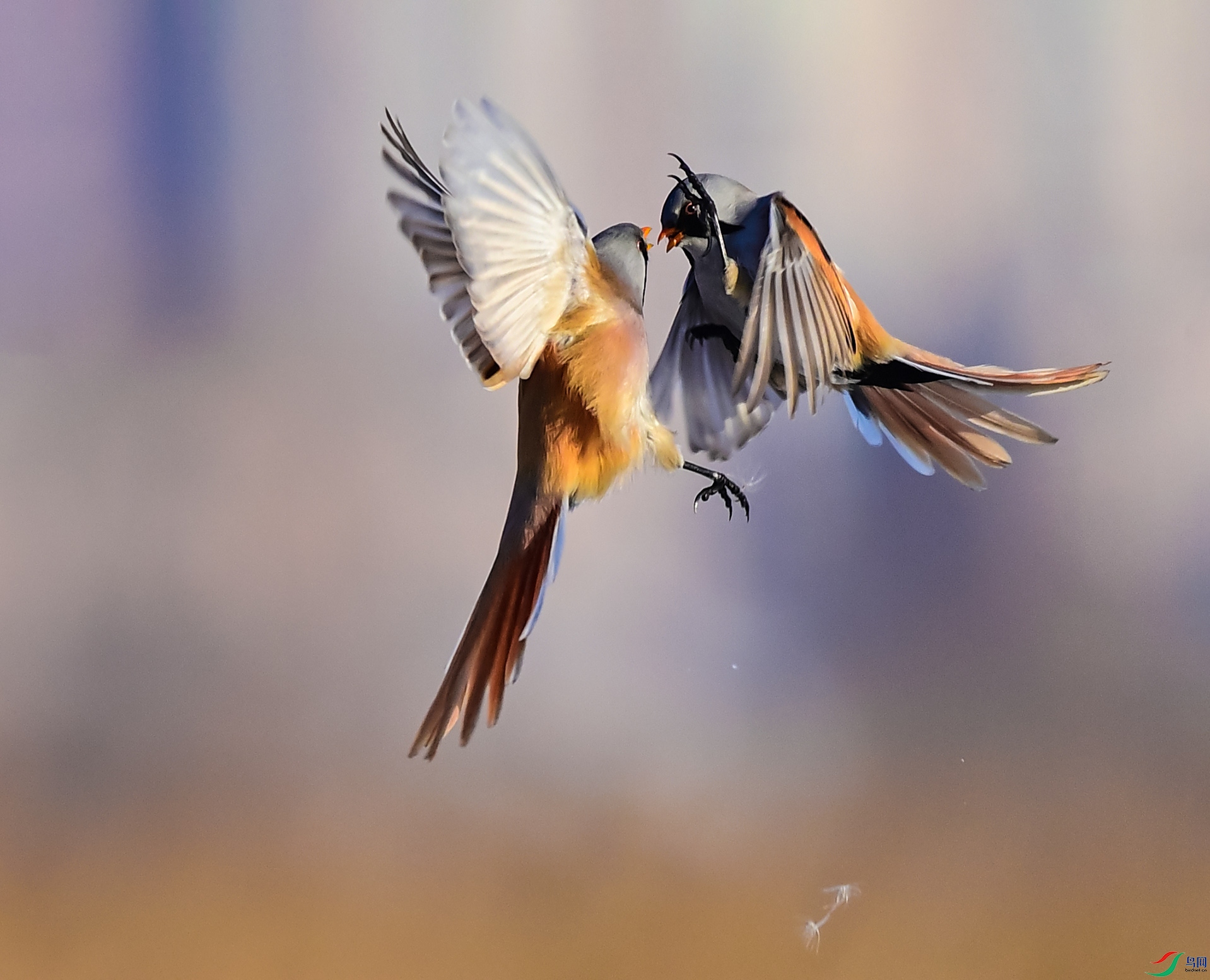 ���뼤սë����