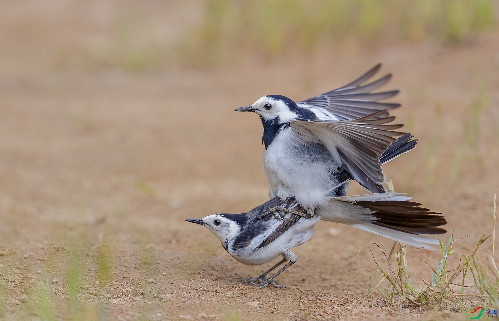 AI8I2423 ����.jpg