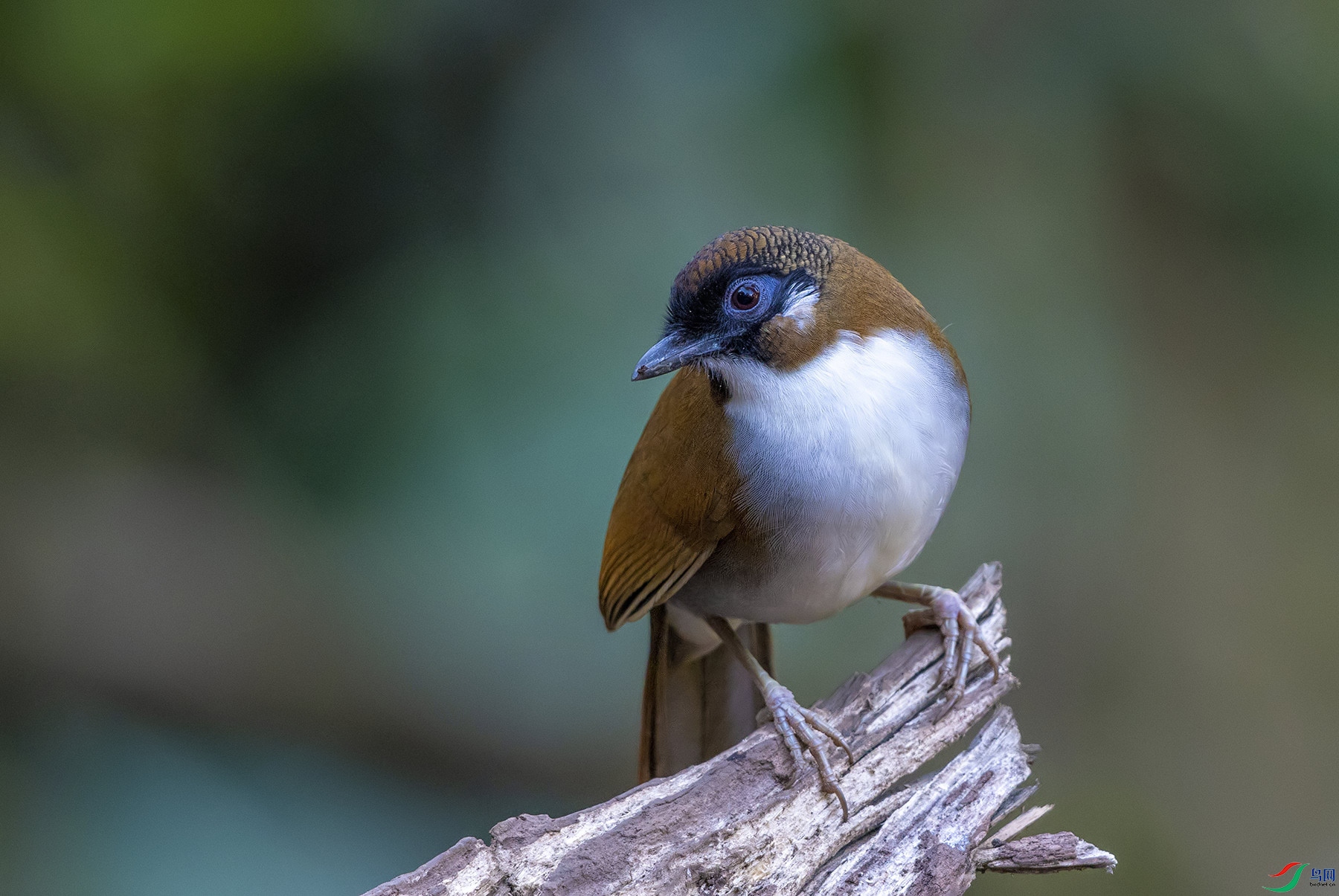 DSC_4260 - ����.jpg