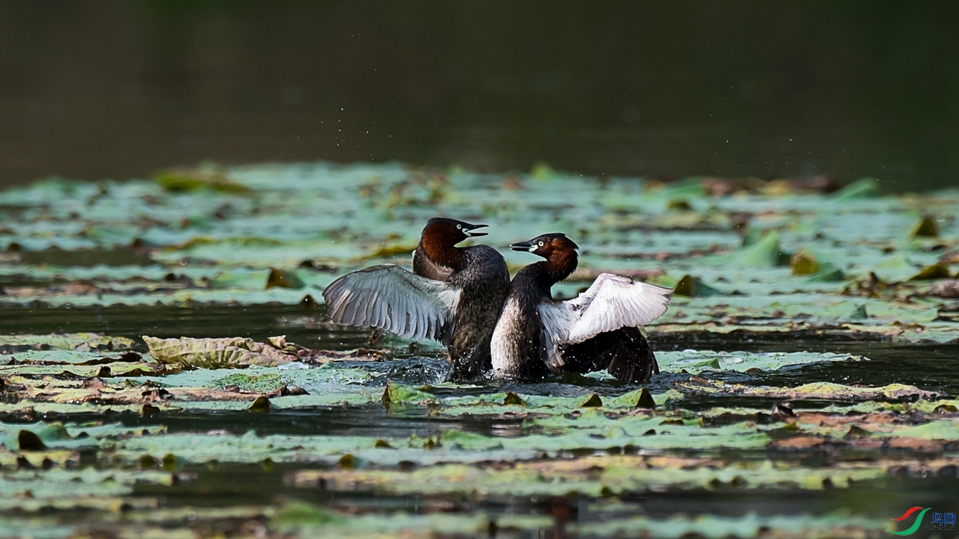 DSC1_5963 - ����.jpg