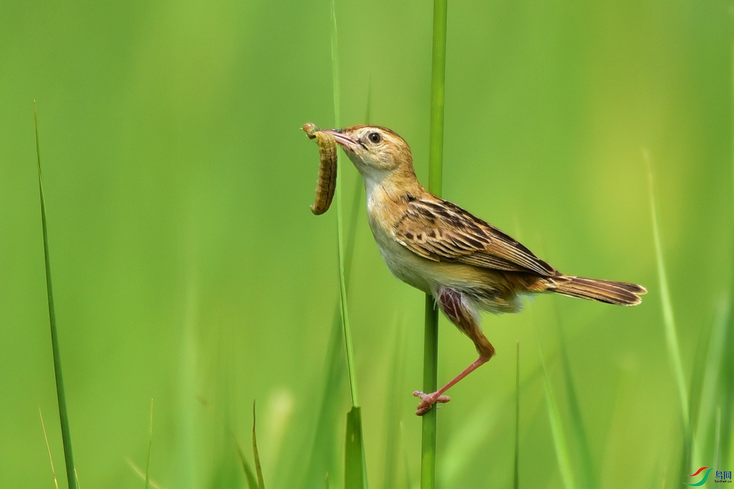 Picture 19682688.jpg