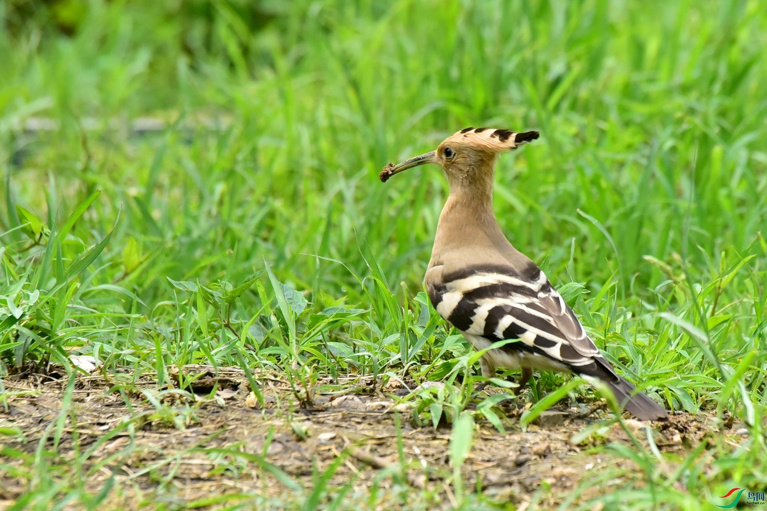 DSC_1266.JPG