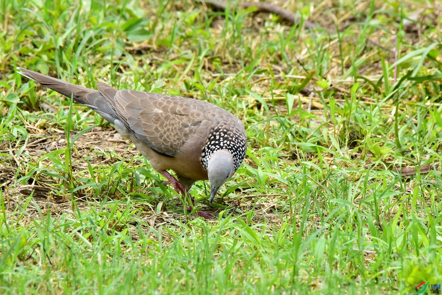 DSC_1305.JPG