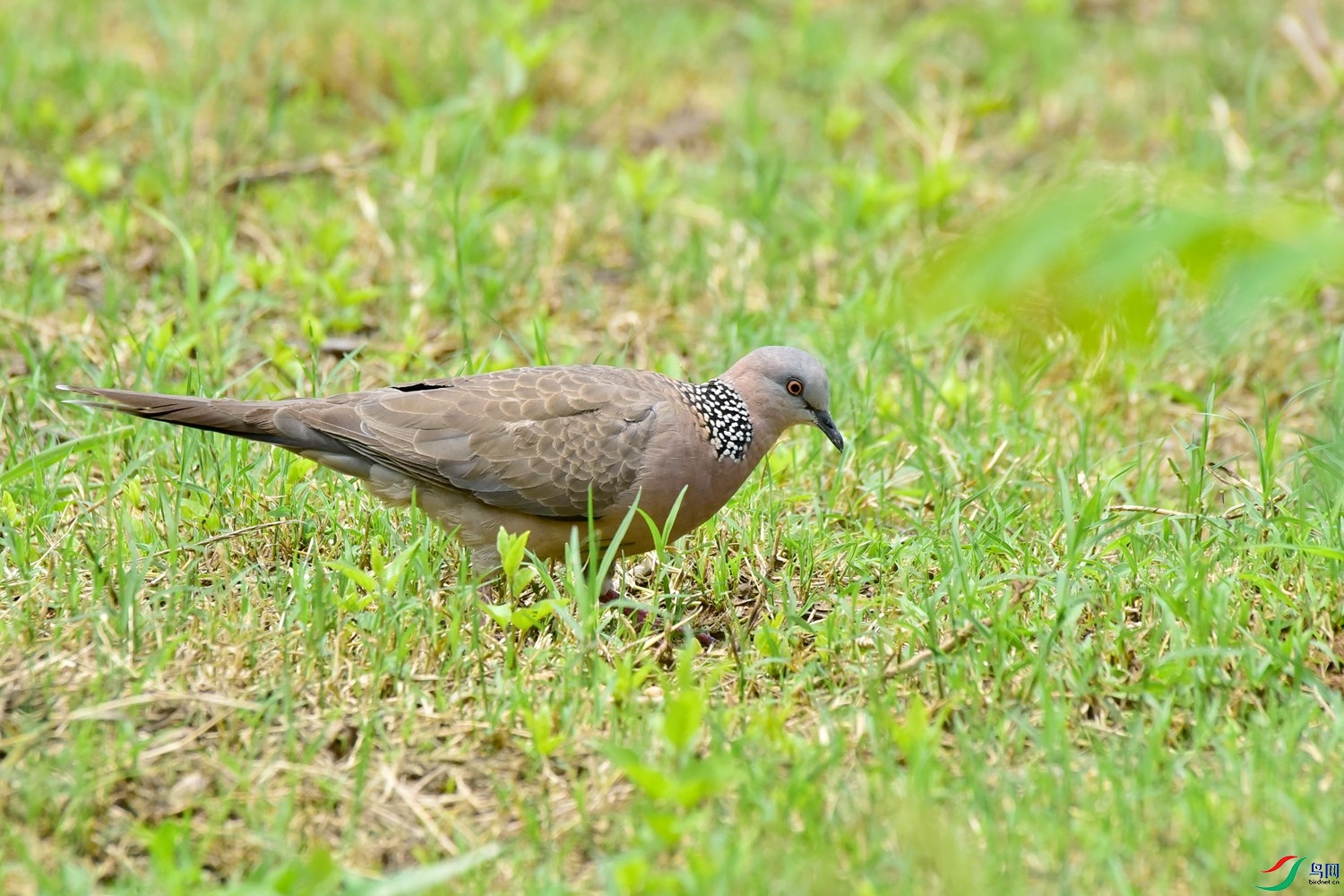 DSC_1326.JPG