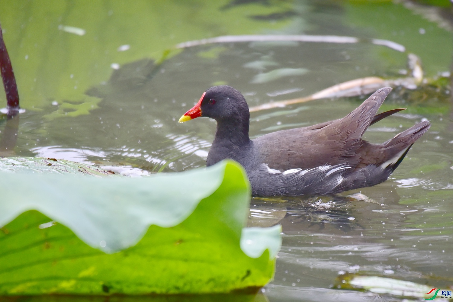 DSC_2937.JPG