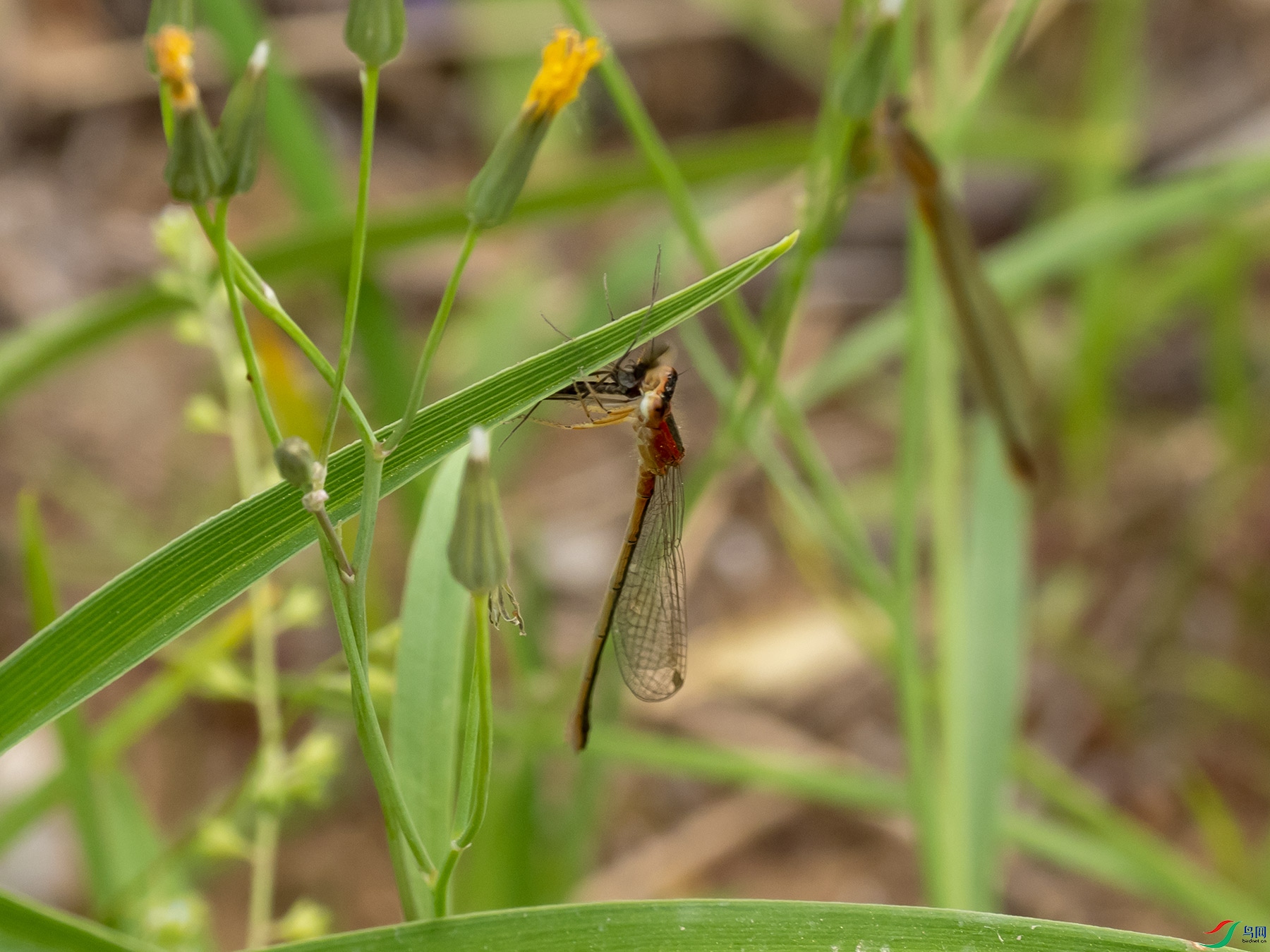 ������ʳ