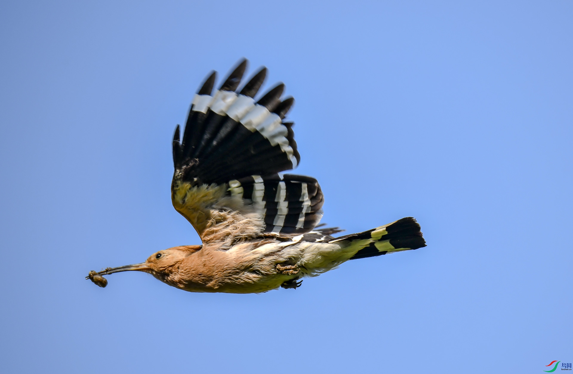 DSC_6528.jpg