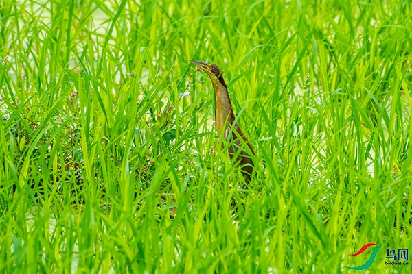 DSC_4092-1.jpg