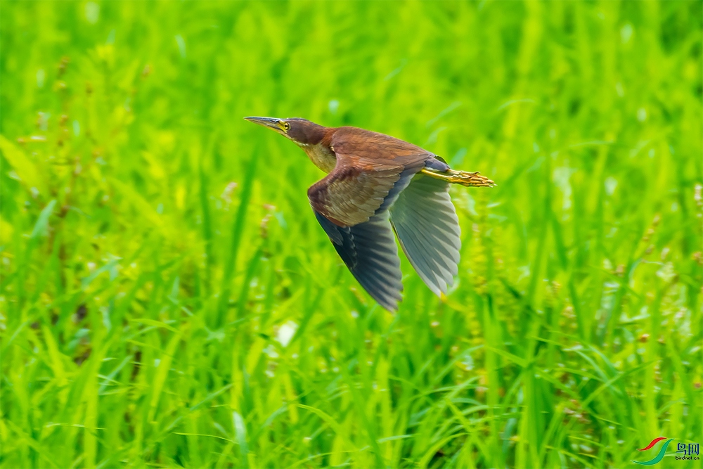 DSC_4102-1.jpg