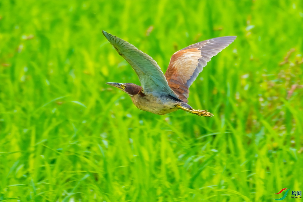 DSC_4104-1.jpg