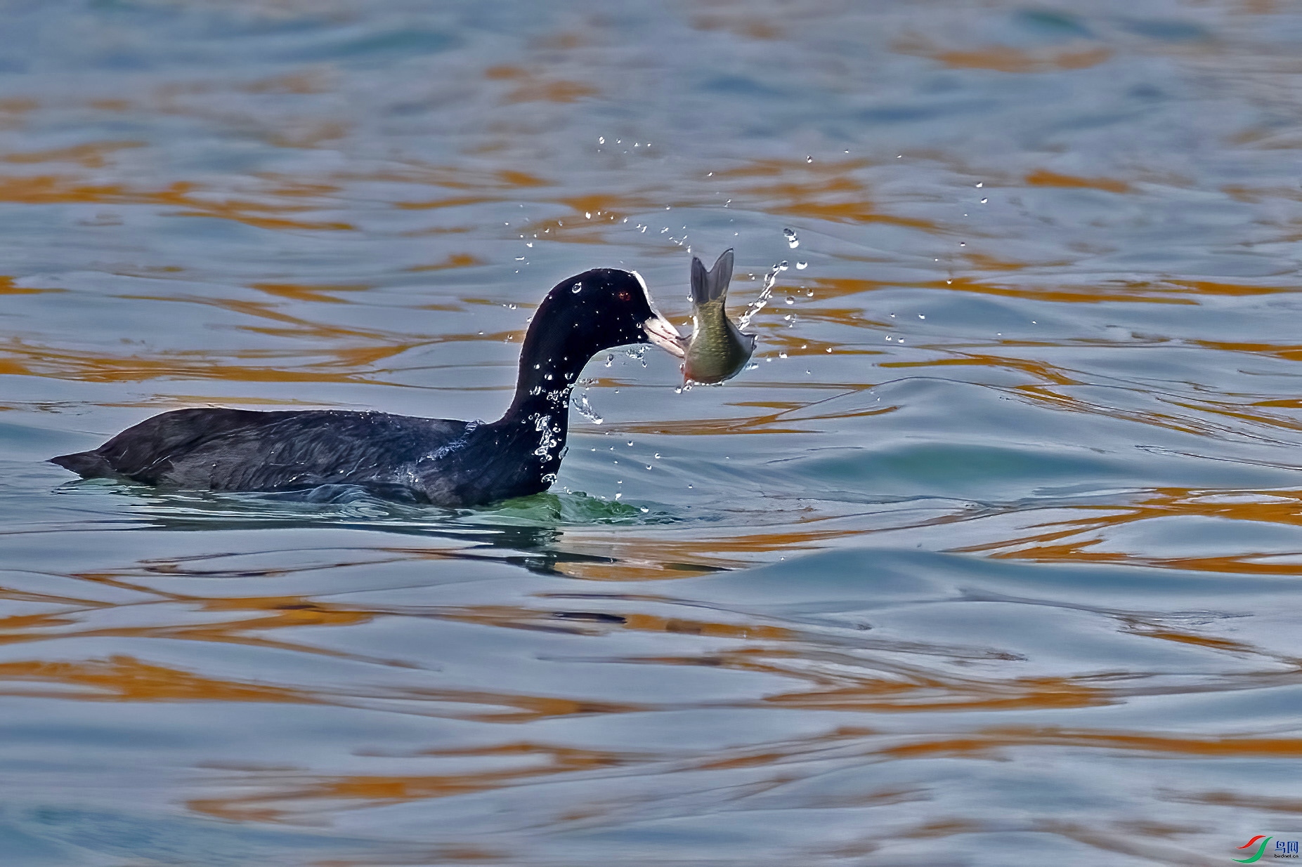 DSC_4125.jpg