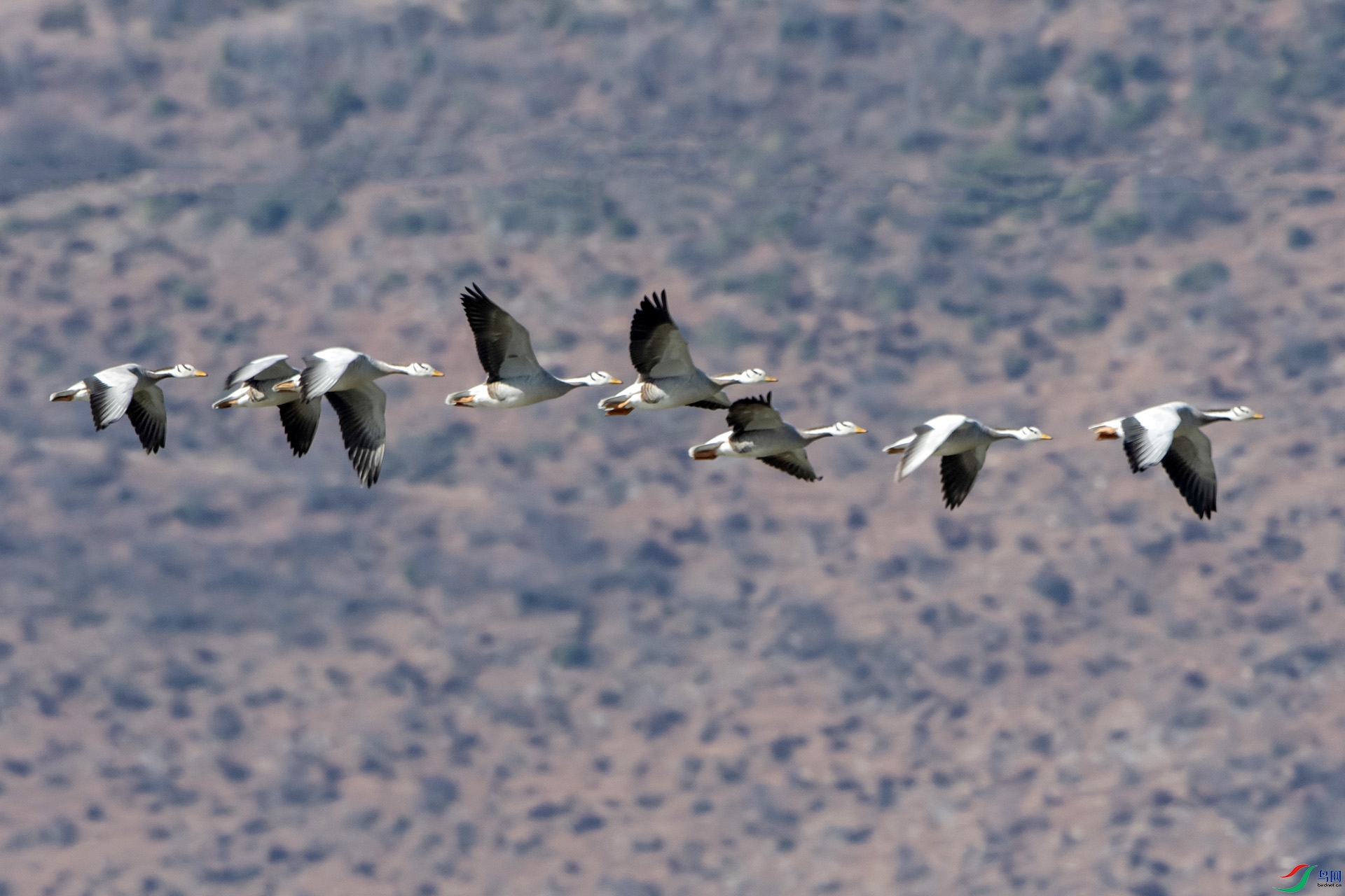 DSC_0650.jpg