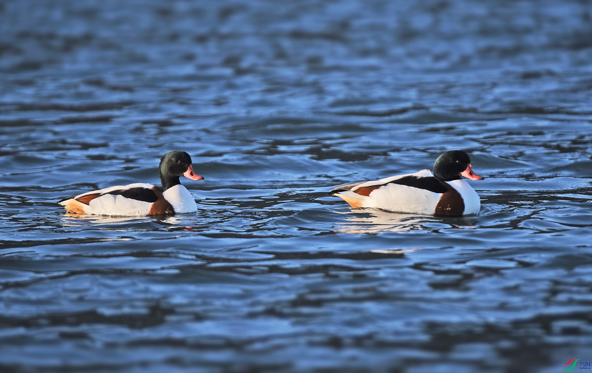 DSC_1236d.jpg