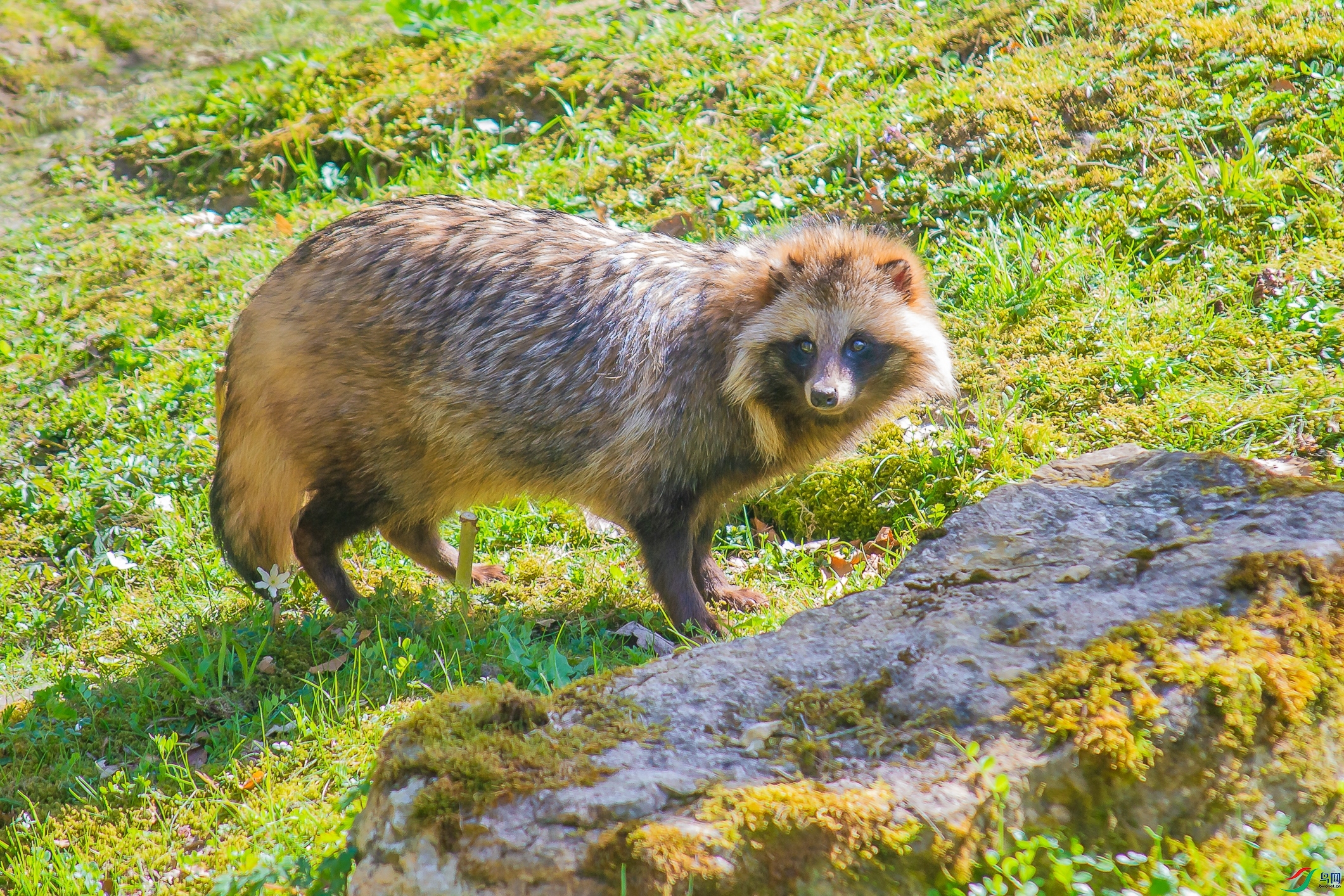 DSC_0958---��.JPG
