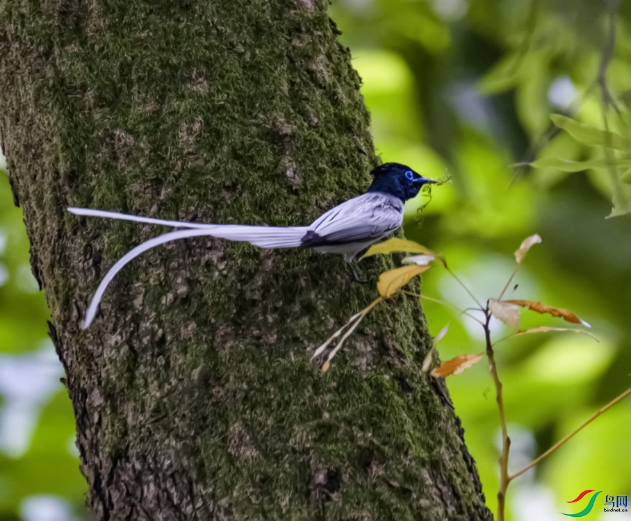 ��������   �ٴ���