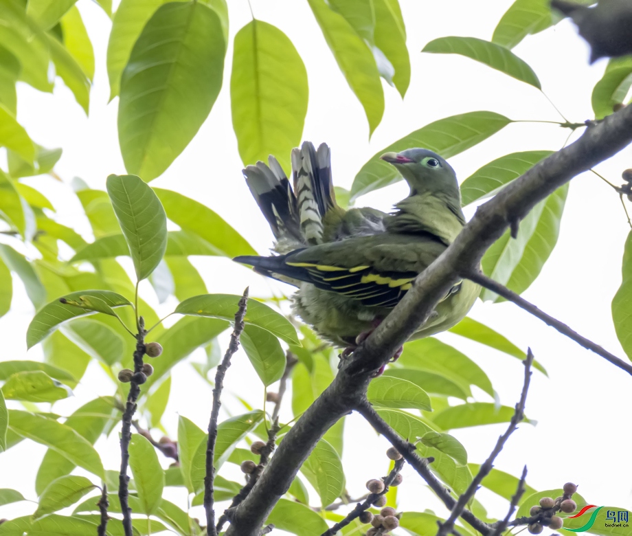 ���������Ҷ�����������