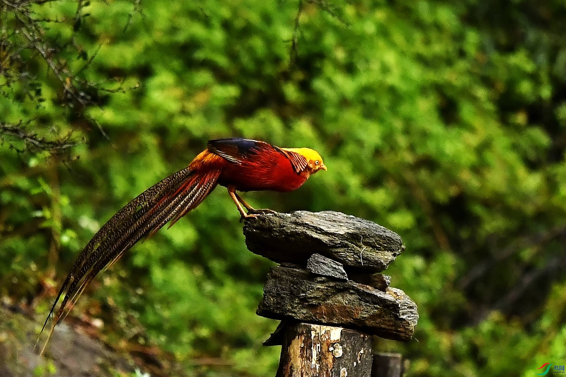 DSC_2443_����.jpg