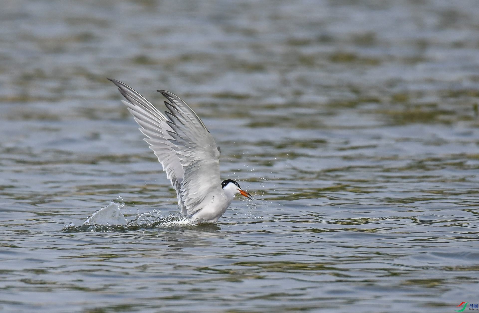 DSC_5675.jpg