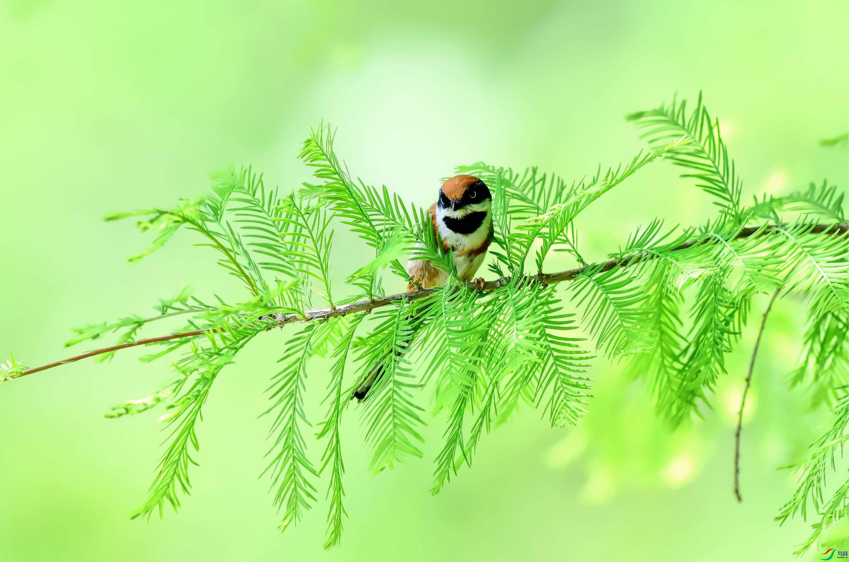 DSC_7648_conew2.jpg