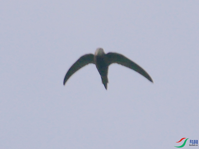 P8810265 - ����.JPG