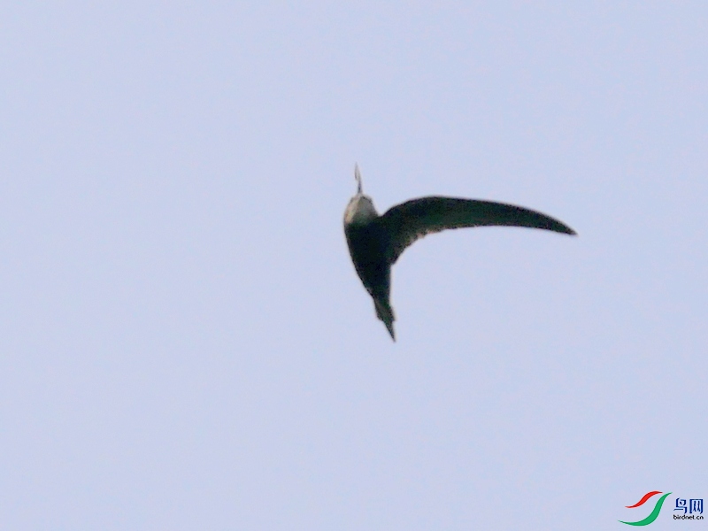 P8810264 - ����.JPG