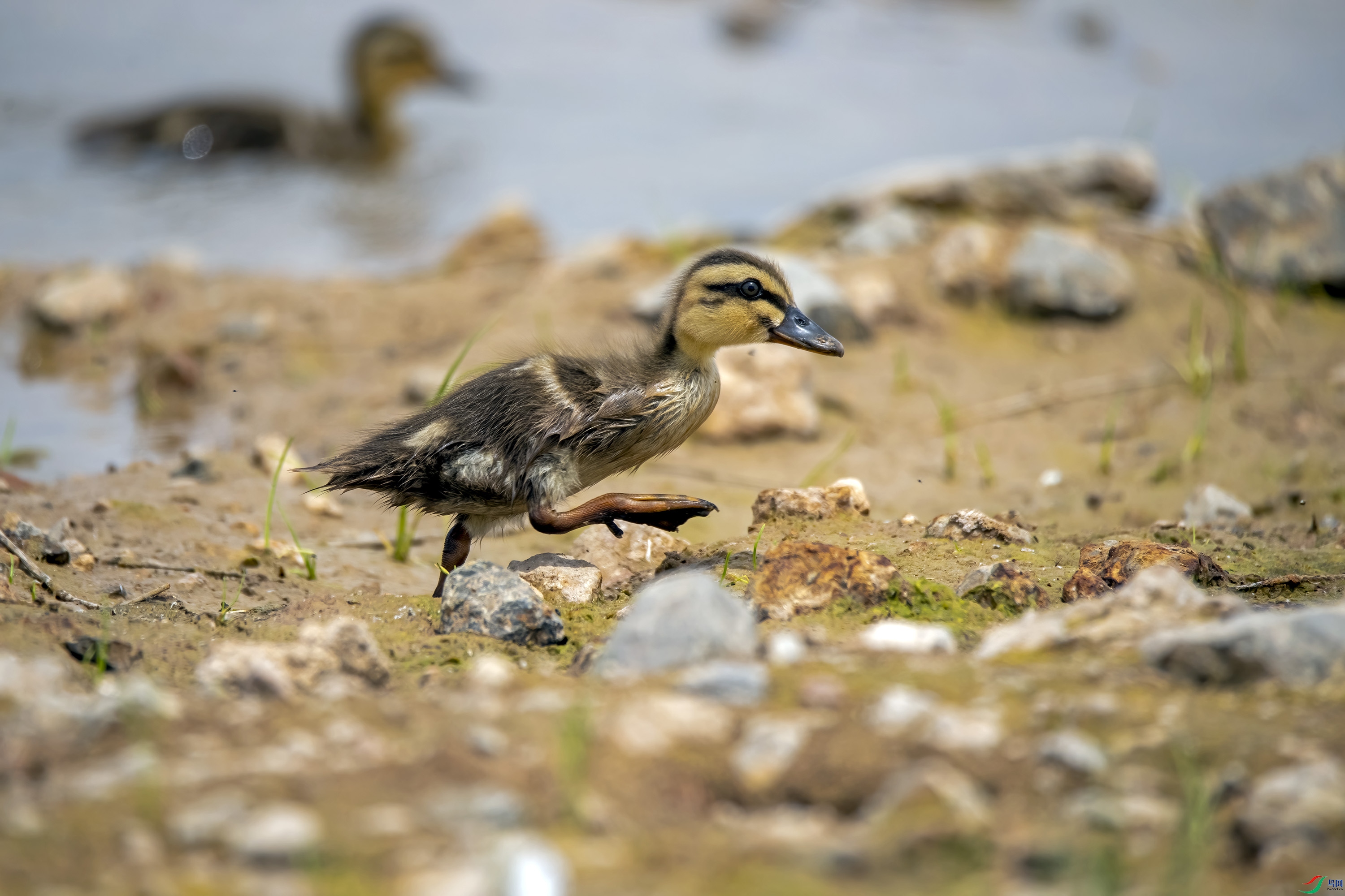 DSC_7463.jpg