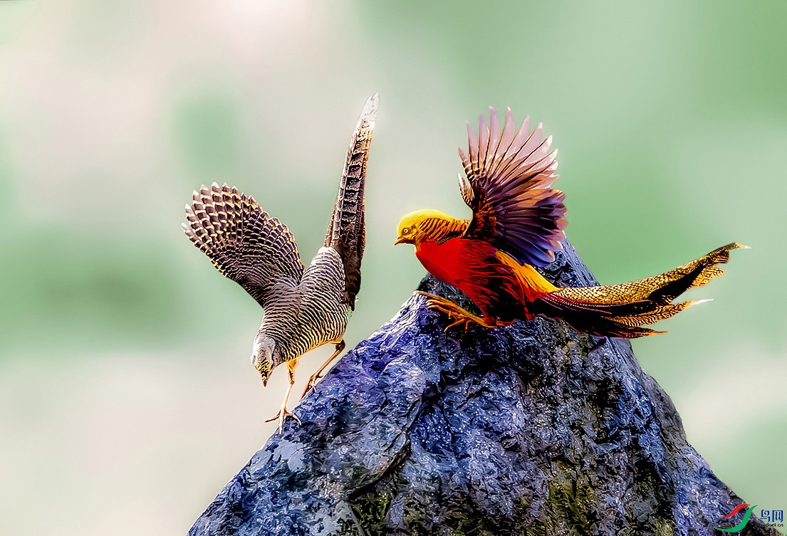 DSC_0094 ����-�ָ���-1.jpg