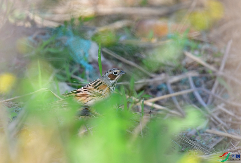 DSC_1531.JPG