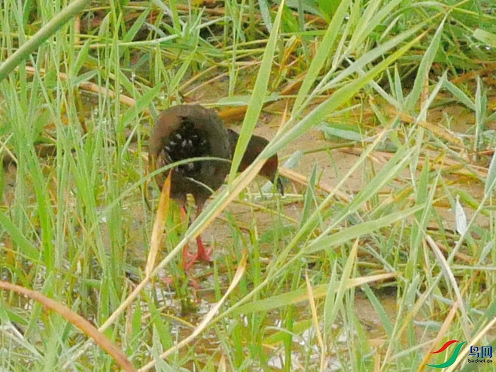 P8820140 - ����.JPG