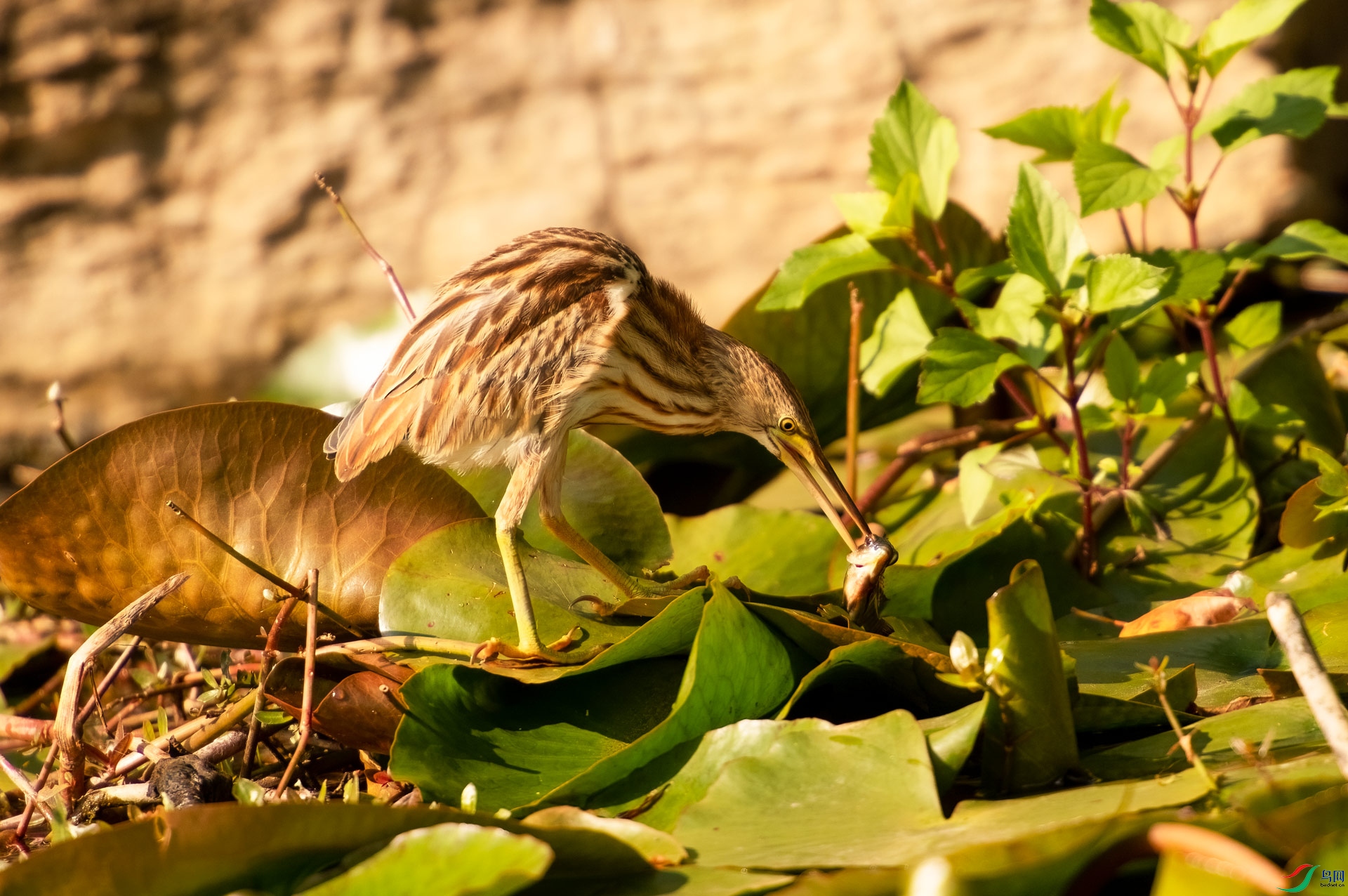 DSC_5322-1.jpg