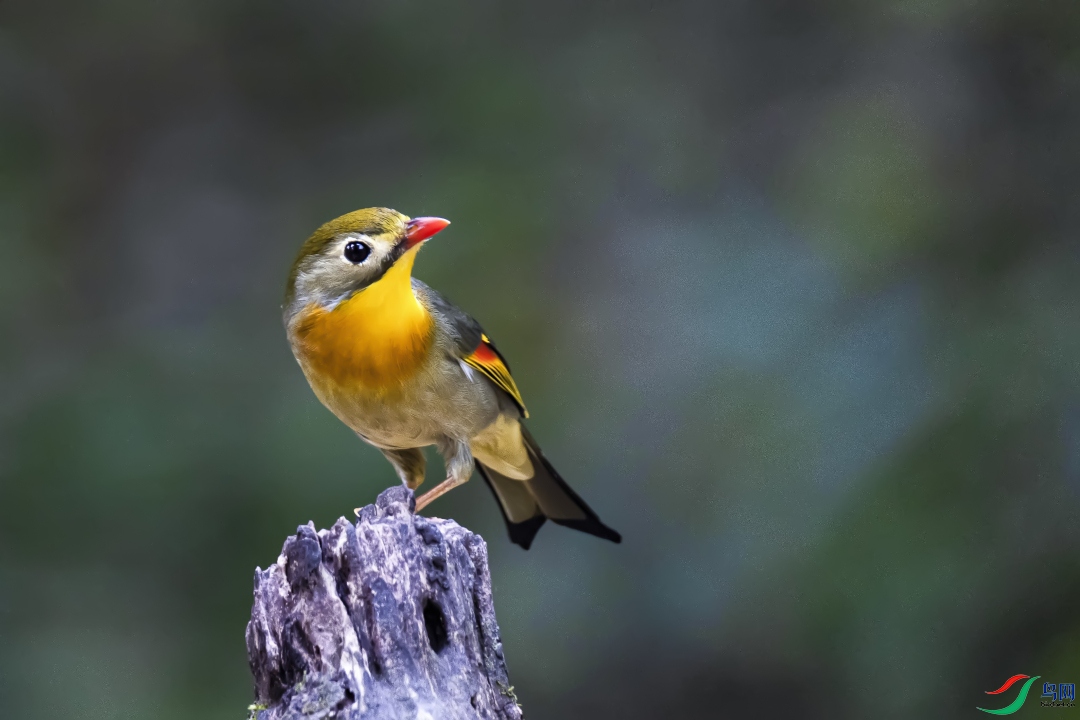 ��ֵ����    ������˼��