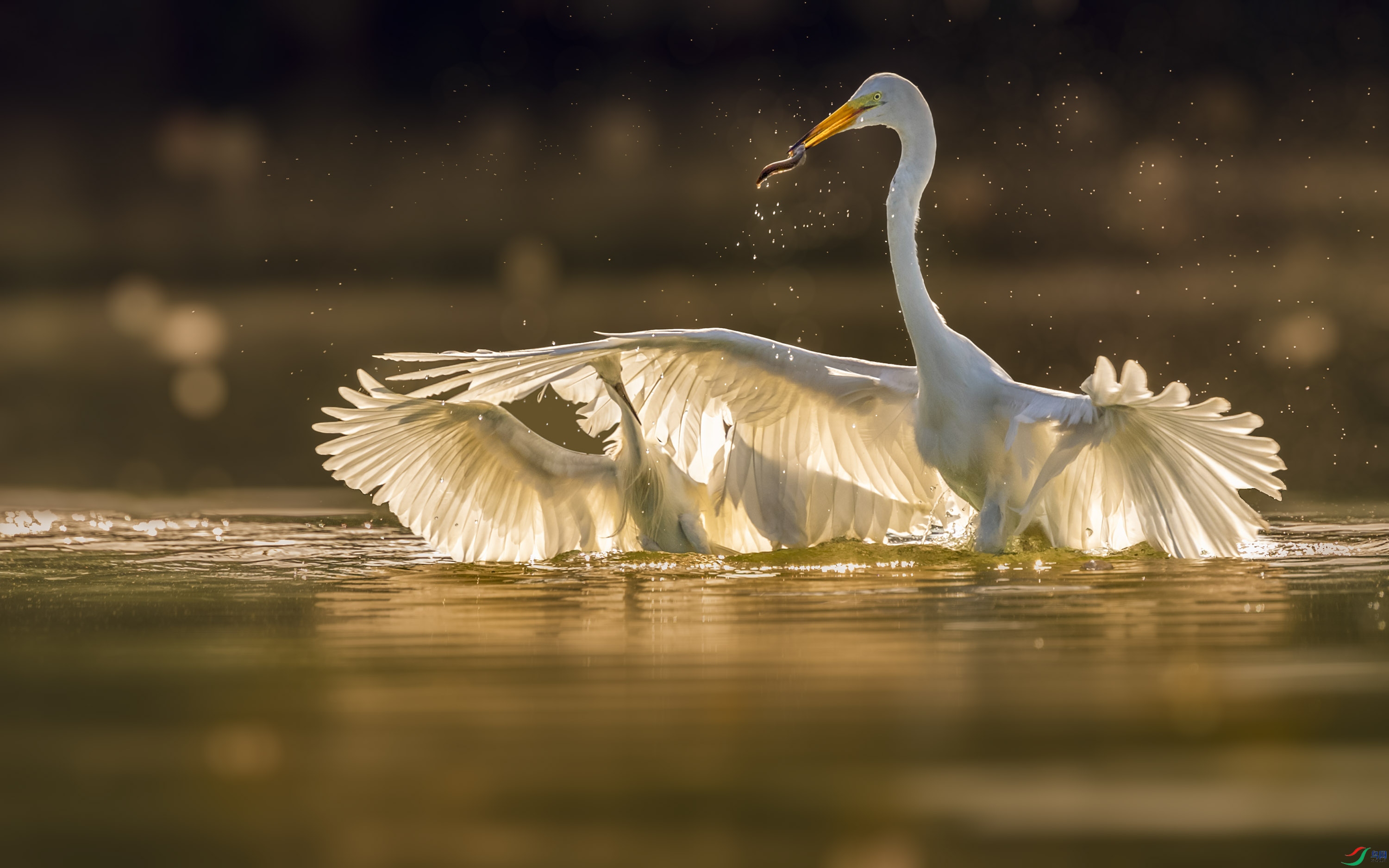 DSC_6810-B.jpg