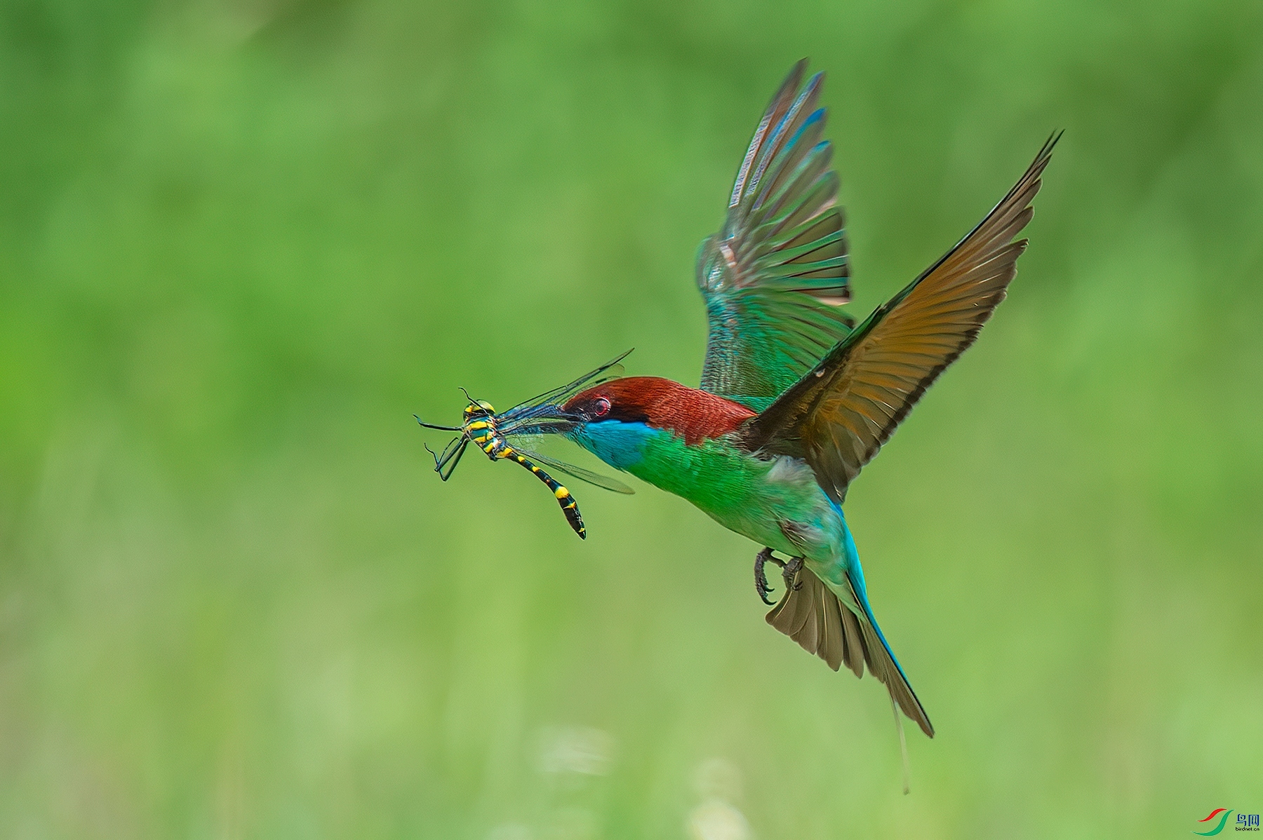 ��Ƭ_DSC8916.jpg