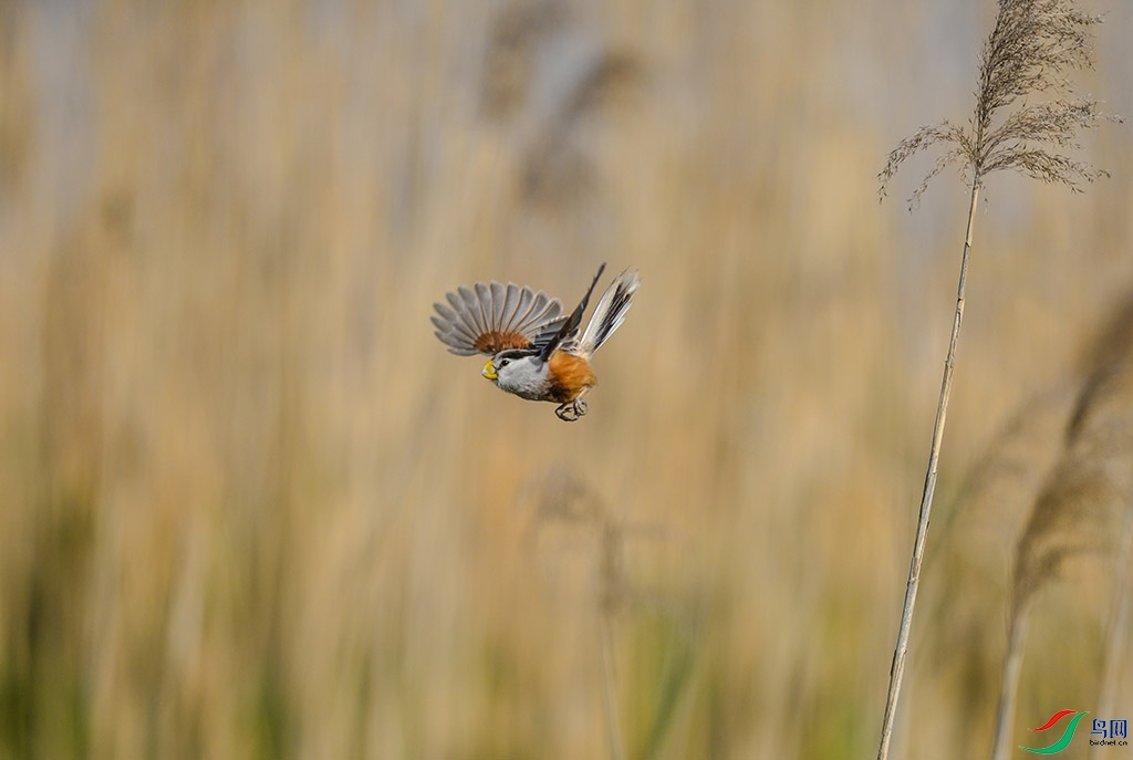 DSC_16-34.jpg
