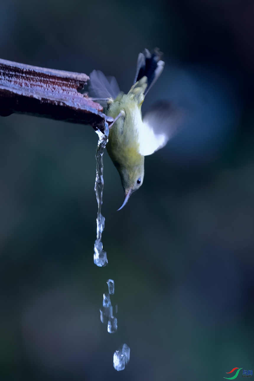 DSC_0948_DxOa.jpg