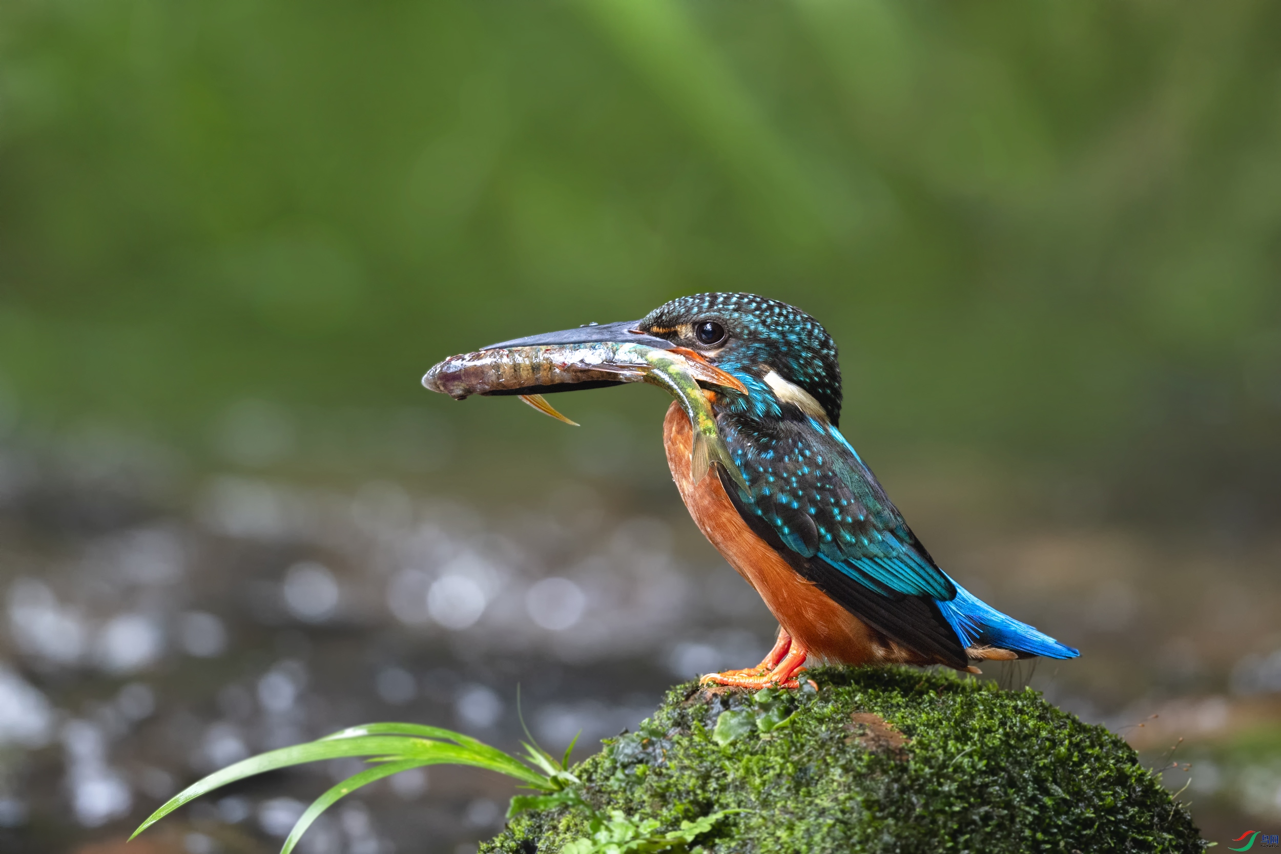 DSC_1403-1.jpg