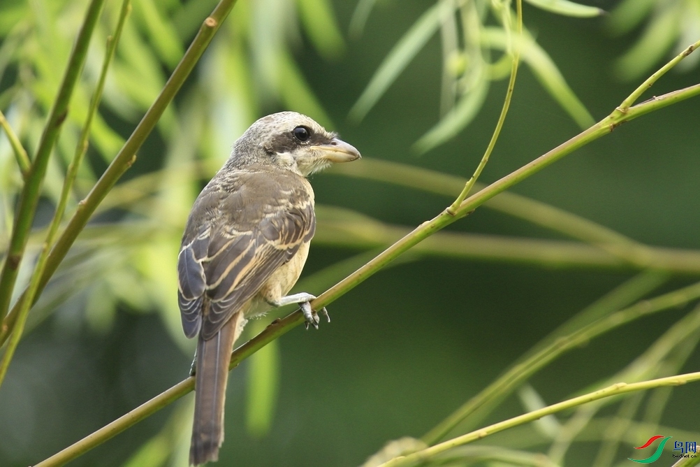 ��β�������� ��_MG_2265.jpg